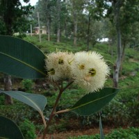 Eucalyptus grandis W.Hill ex Maiden